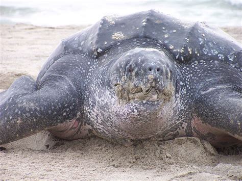 File:Close up of dermochelys coriacea leatherback turtle.jpg - Wikimedia Commons