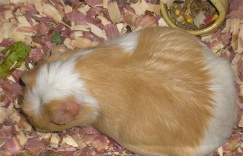 Guinea pig pregnancy and babies-cute pictures | Interesting Pictures