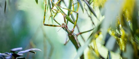 Goliath Stick Insect | Australian Insects & Bugs | Auckland Zoo