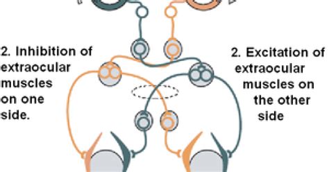 The Neuroscience of Making Eye Contact | Psychology Today