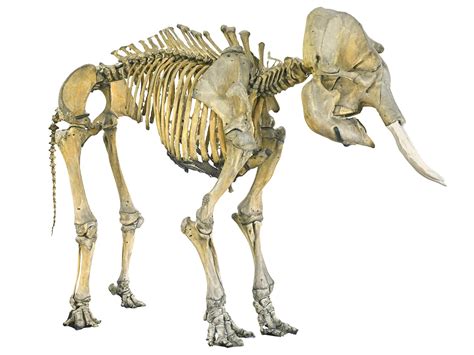 3D elephant skeleton hd model - TurboSquid 1567376