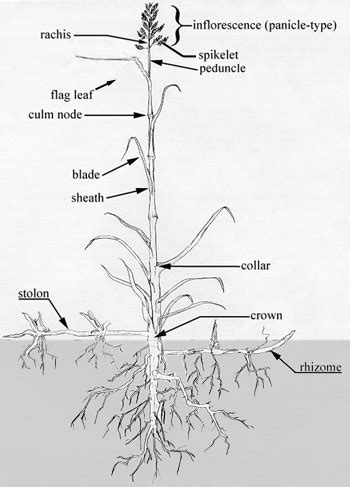 Rhizomes Plant