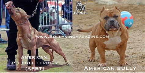 History Of The American Pit Bull Terrier & The Evolution Of The American Bully | by BULLY KING ...