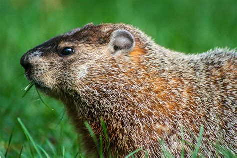 Best Groundhog Poison - WildlifeRemoval.com