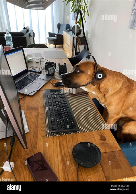 Dog with headphone watching pc screen - a funny kind of home office working Stock Photo - Alamy