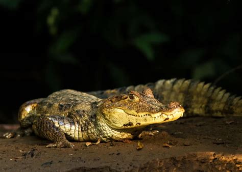 24 Spectacled Caiman Facts: Guide to Caiman crocodilus | Storyteller Travel