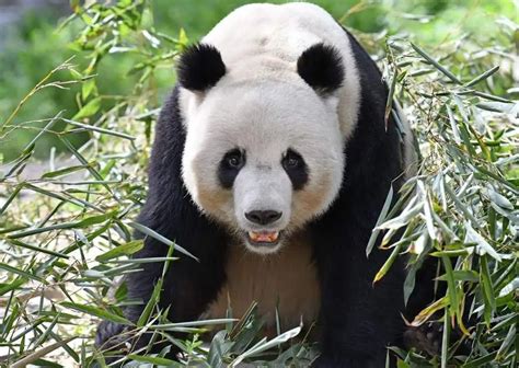 Giant Panda Behavior - AnimalBehaviorCorner