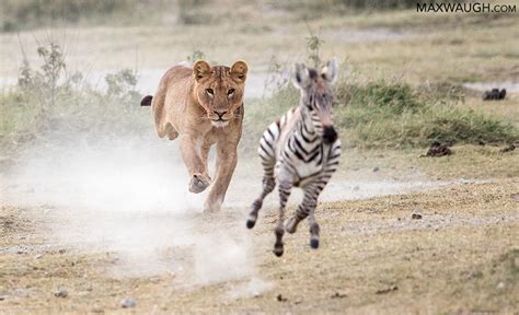 Male Lion Hunting Zebra