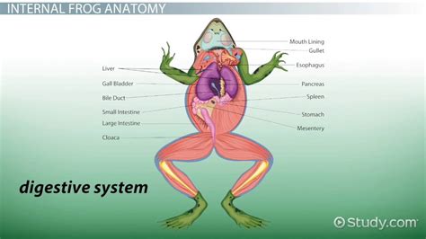 Frog Anatomy | External & Internal - Video & Lesson Transcript | Study.com