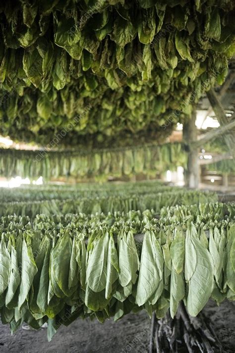 Tobacco farming - Stock Image - C002/2967 - Science Photo Library