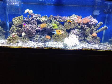 Build Thread - My DIY 125 Gallon Setup | Reef2Reef