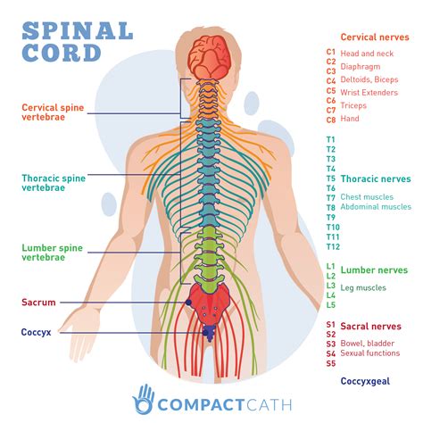 Spinal cord_LOGO - CompactCath