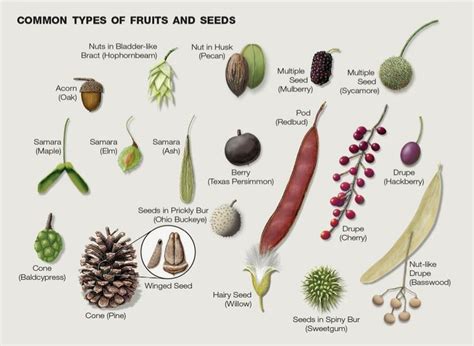 Wild Nuts & Fruits | Types of fruit, Cactus plants, Berries