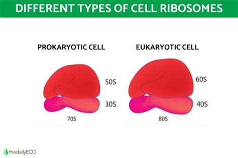 Ribosomes Structure and Function in Biology - Definition With Diagrams