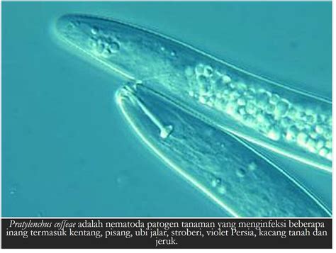 Nematoda Parasitik Tanaman