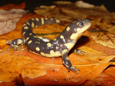 Eastern Tiger Salamander - Ambystoma tigrinum | Amphibians and Reptiles of Louisiana