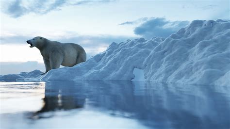 Polar bear habitat - WWF Arctic