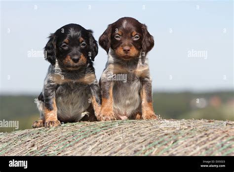 Dog Brittany Spaniel / Epagneul breton two puppies different colors sitting on the straw Stock ...