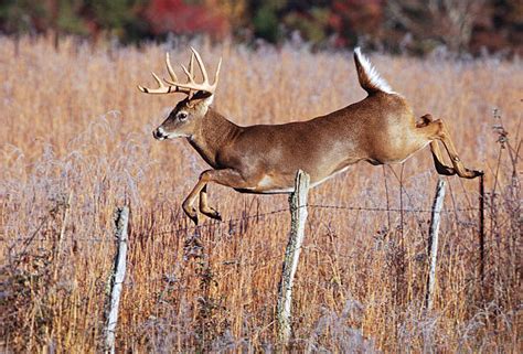 Royalty Free White Tailed Deer Pictures, Images and Stock Photos - iStock