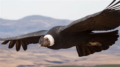 Andean Condor Wallpapers - Wallpaper Cave