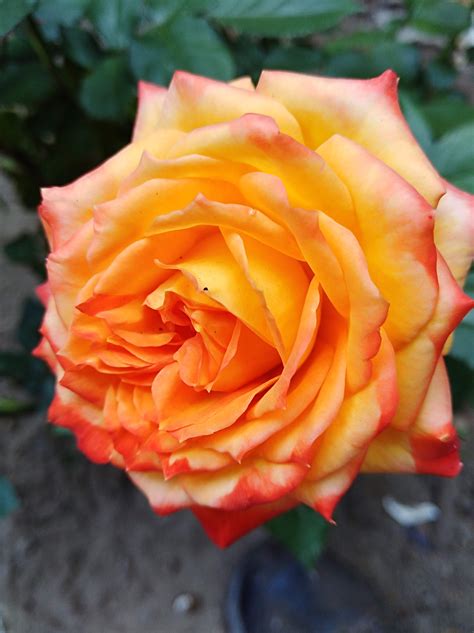 Heirloom Roses Reviews - 71 Reviews of Heirloomroses.com | Sitejabber