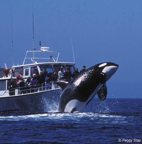 Monterey Bay Whale Watch -- Photo of Killer Whale breaching in front of whale watching boat