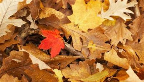 What Leaf Colors Do Oak Trees Have in Autumn? | Garden Guides