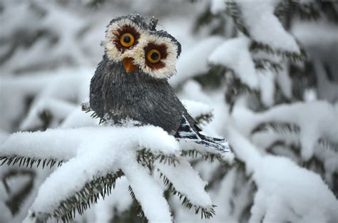 Owl in Snow: A Stunning 4K Ultra HD Winter Wallpaper