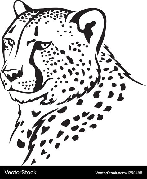 Cheetah Royalty Free Vector Image - VectorStock