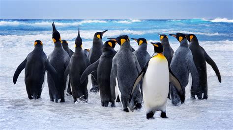 #8.2892, Penguin, Group, Ocean, Animals, 4K Wallpaper