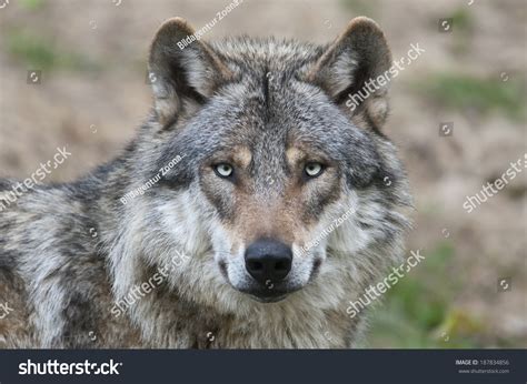 96,991 Wolf Face Images, Stock Photos & Vectors | Shutterstock