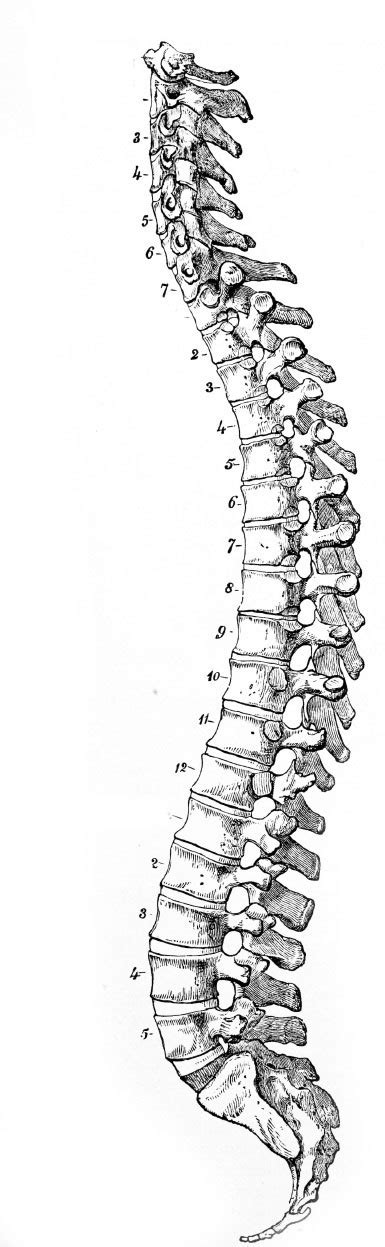 Corrective Exercises: Swayback Posture - IDEA Health & Fitness Association