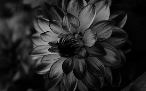 🔥 [10+] Black Dahlia Flower Wallpapers | WallpaperSafari