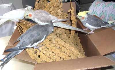 Cockatiels,How to Get Your Cockatiel to Eat Greens, Vegetables, Fruits and Other Foods