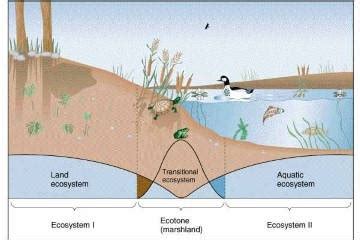 Ecotone: Edge Effect & Edge Species | Ecological Niche | PMF IAS