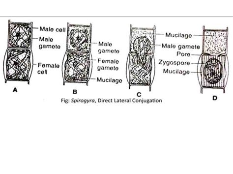 Spirogyra-habitat, structure, reproduction and germination of zygospore - Online Biology Notes