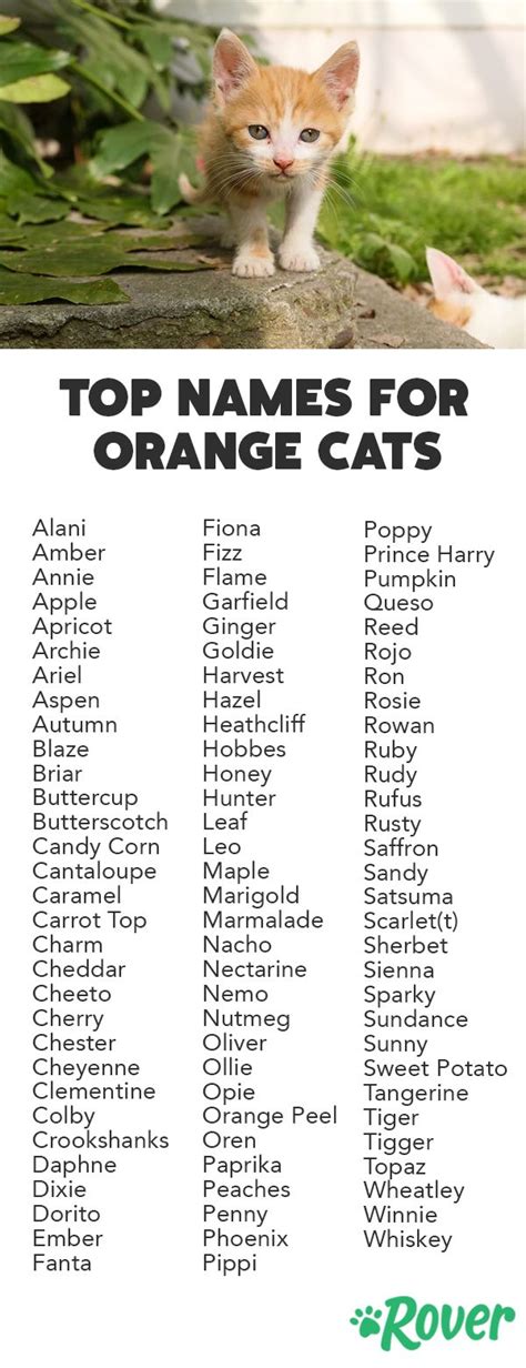 300 Fun and Spunky Names for Your Orange Cat