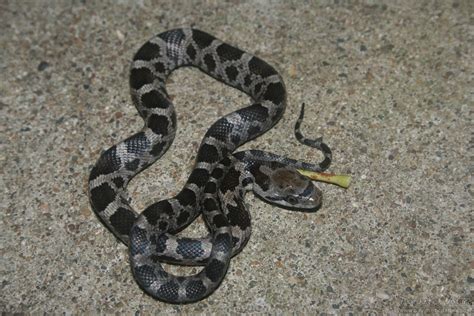 Black Rat Snake (Pantherophis obsoletus) - Psychotic Nature