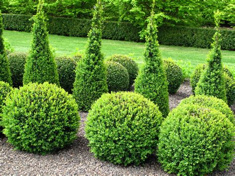 Boxwoods Sheared into Balls for Formal Garden