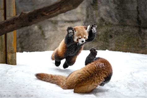 Red panda cubs playing in the snow : r/redpandas