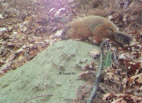 Groundhogs at Burrow - Winterberry Wildlife