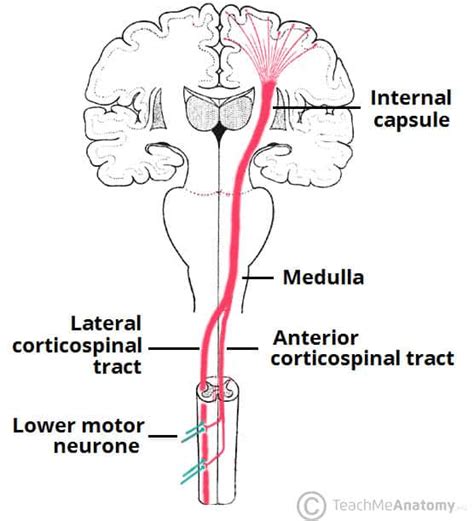The Descending Tracts - Pyramidal - TeachMeAnatomy