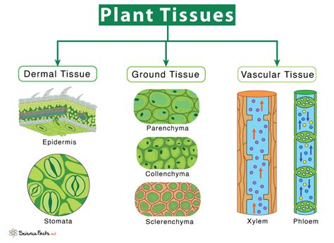 Plant Tissues - Types & Functions