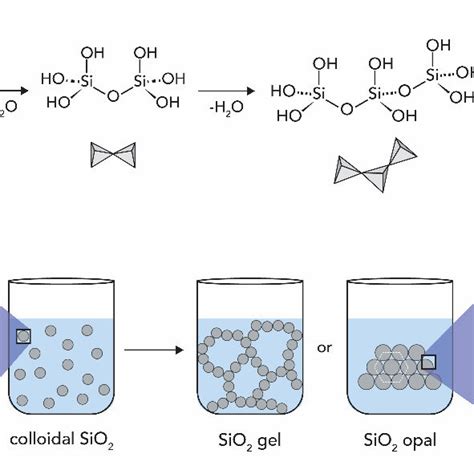 The silica formation. (A) Condensation of silicic acid Si(OH)4 to... | Download Scientific Diagram