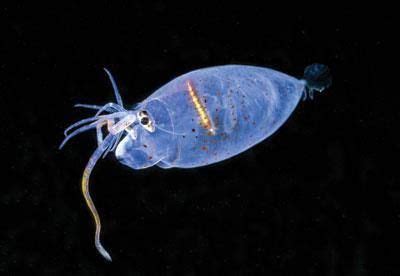 Helicocranchia pfefferi, the banded piglet squid. Size : up to 15cm Depth : 400 - 1000 m "This ...