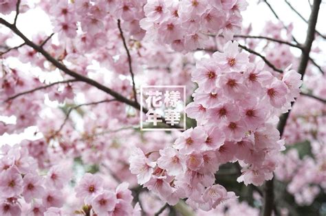 33+ Cherry Blossom Aesthetic Wallpaper