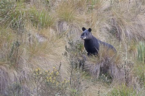 mountain tapir C Osoandino – Community Conservation