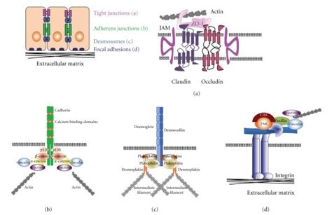 Schematic diagram of tight junctions (a), adherens junctions (b),... | Download Scientific Diagram