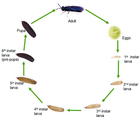 Use Of Black Soldier Fly Larvae (Hermetia Illucens) In Feed, 52% OFF