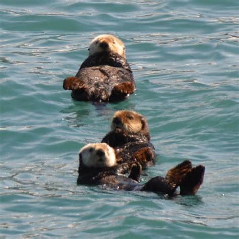 Otter Species in Alaska (ID + Pics) - Pond Informer